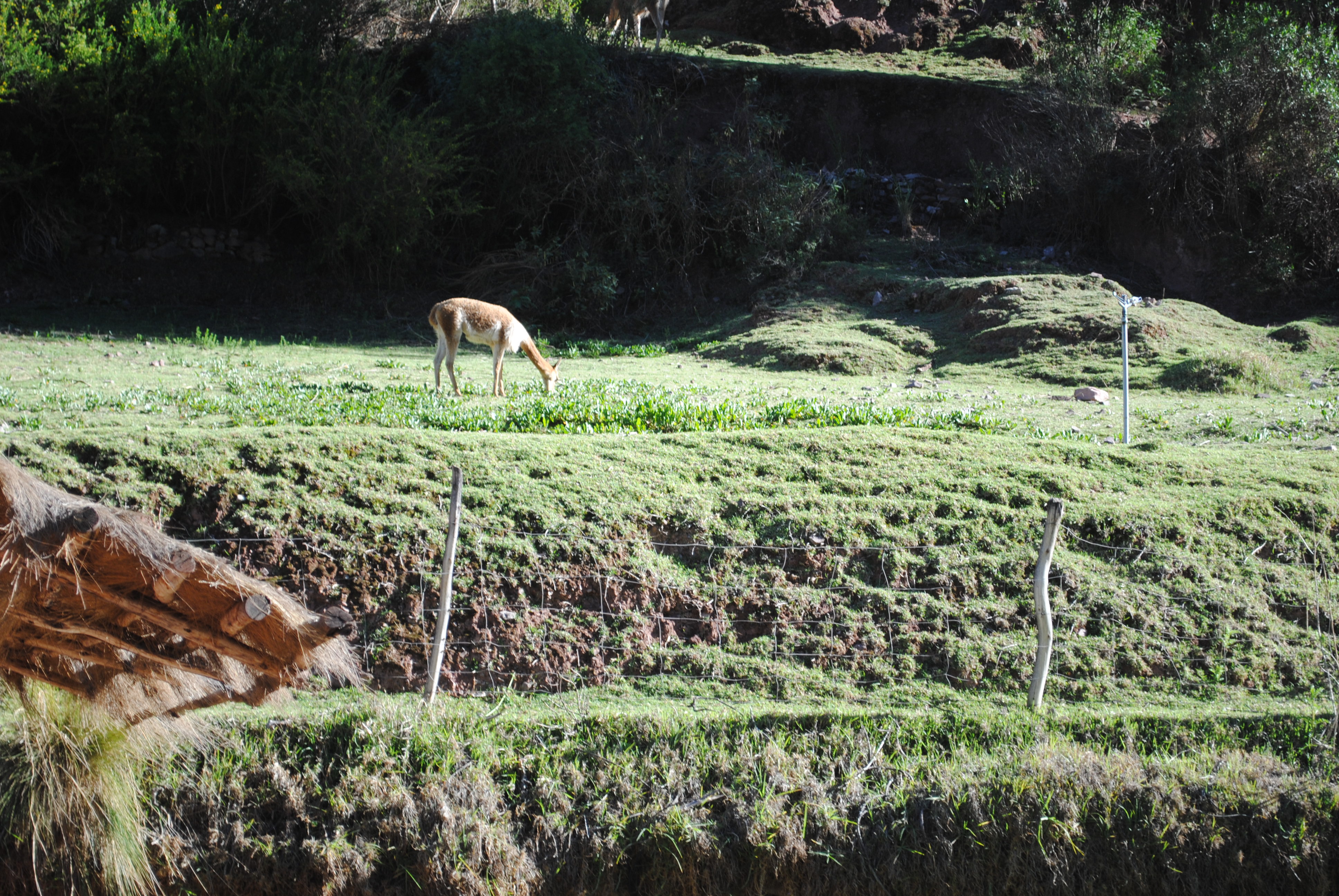 Vicunas in Peru