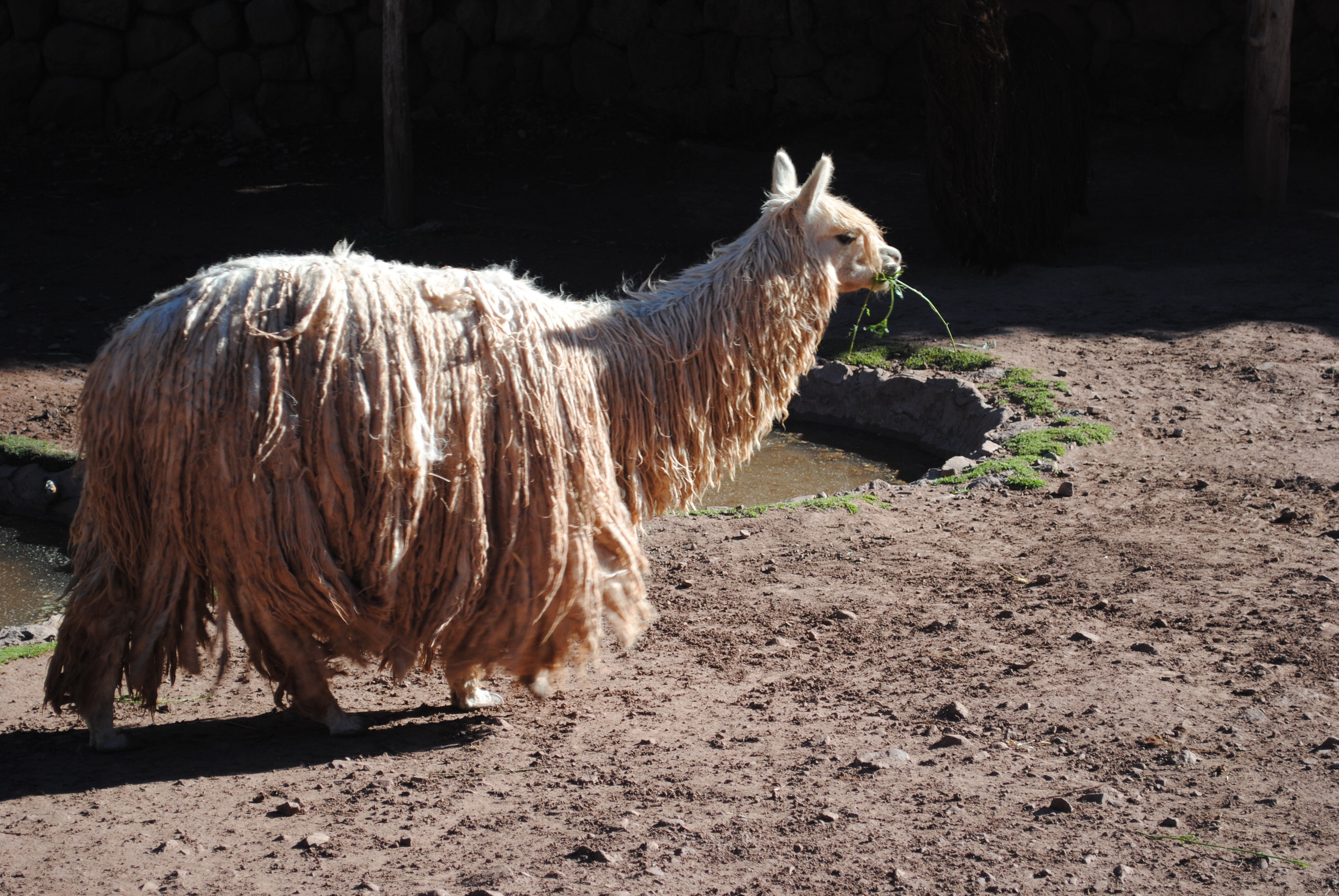 Feeding Alpacas and Llamas in Peru