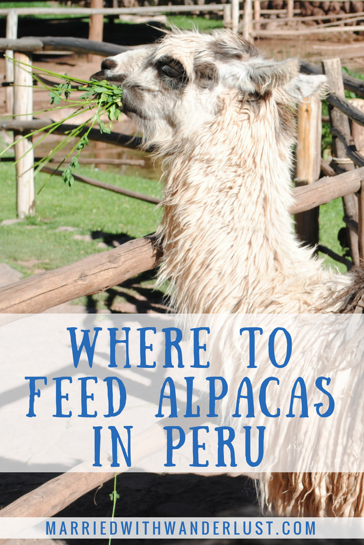 Guide to Feeding Alpacas and Llamas in Peru