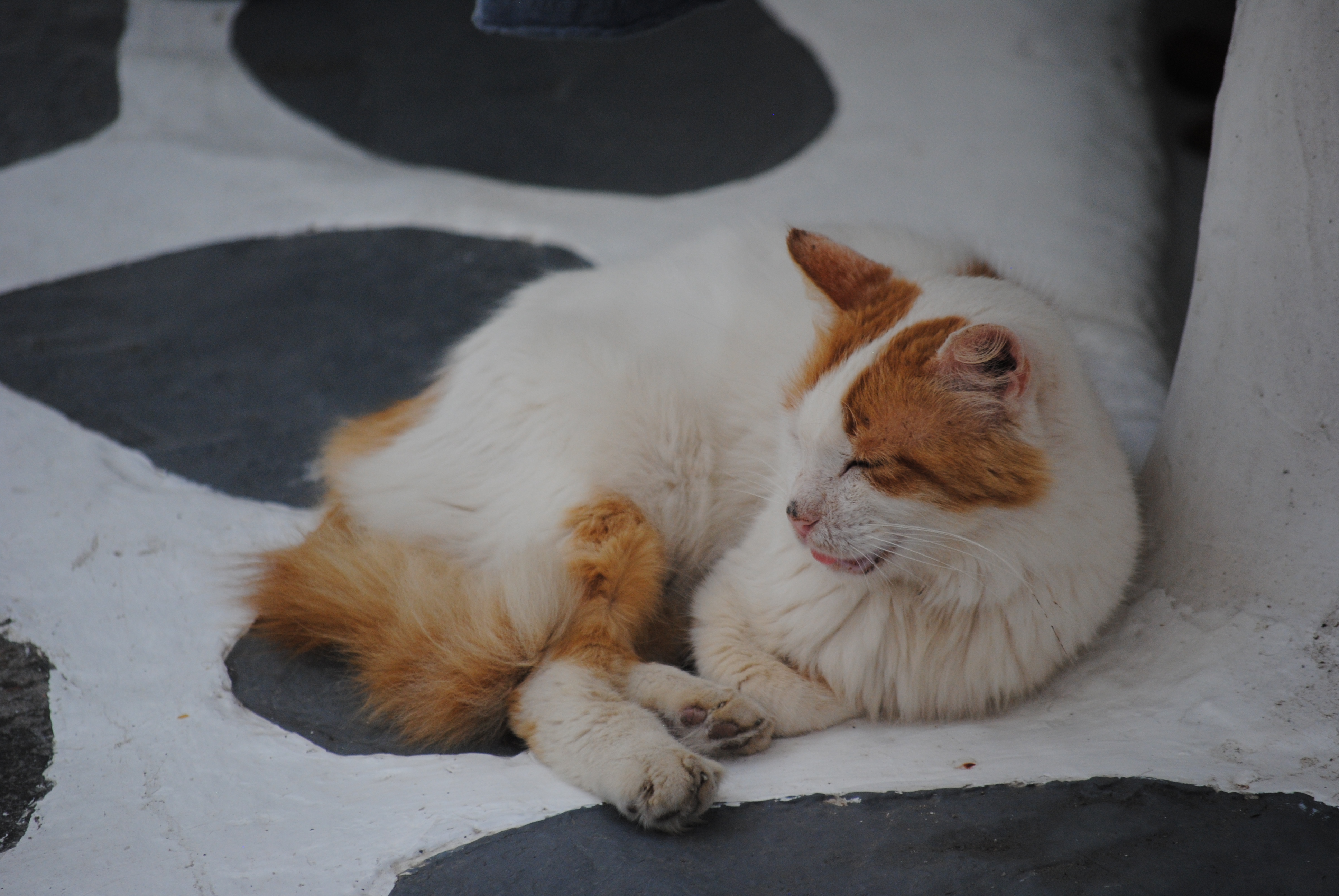 Cat resting in the street in Mykonos, Greece