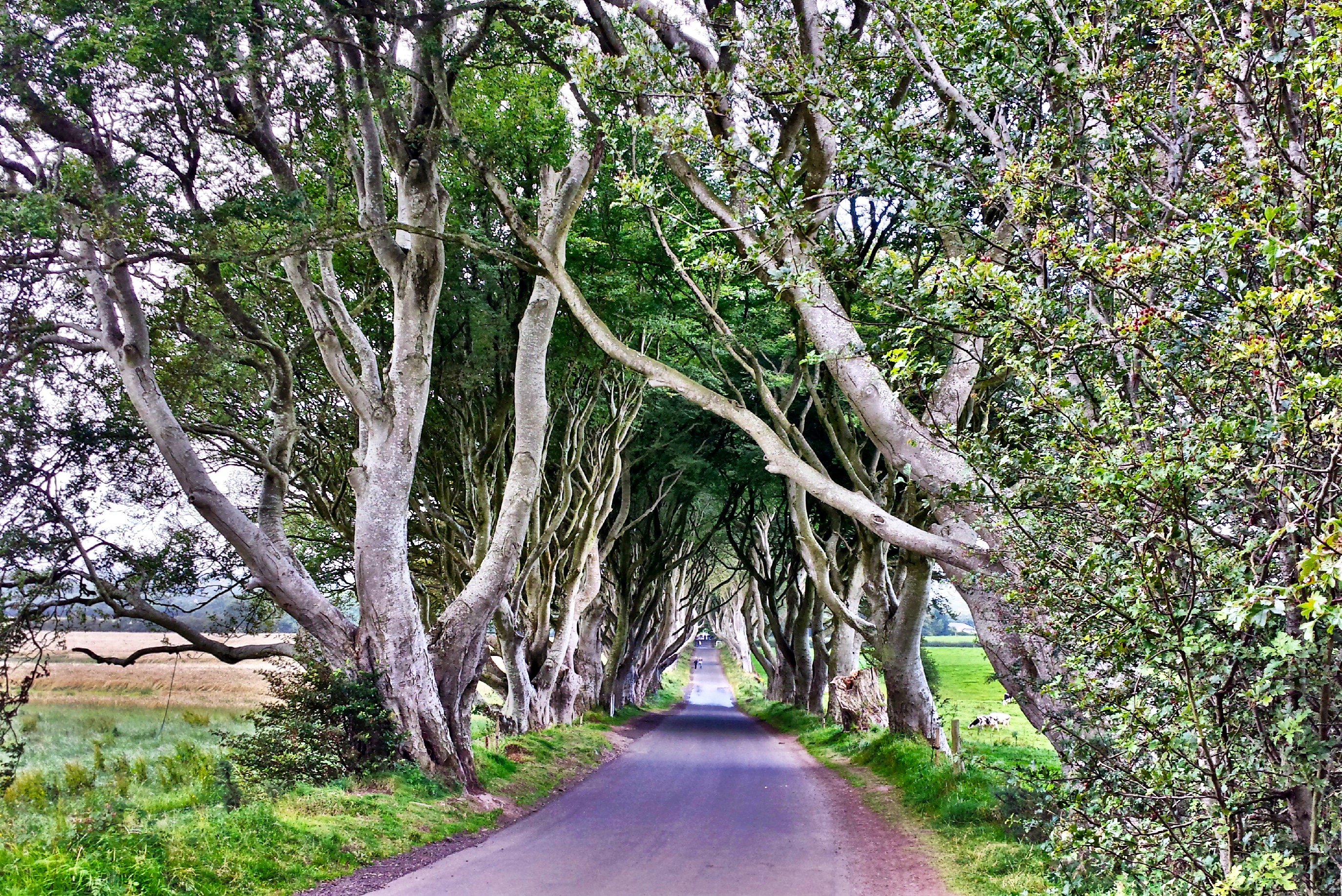 Game of Thrones fans need to visit the Dark Hedges in Ireland