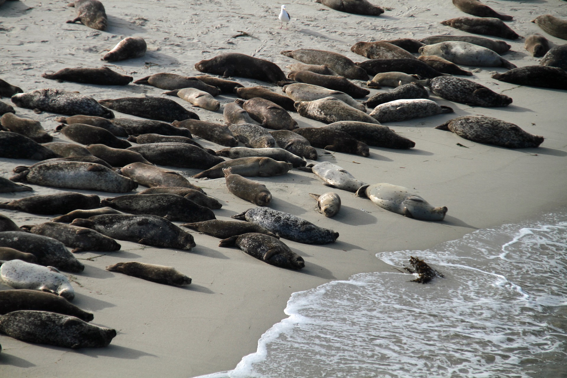 Sea Lions in San Diego's La Jolla Cove