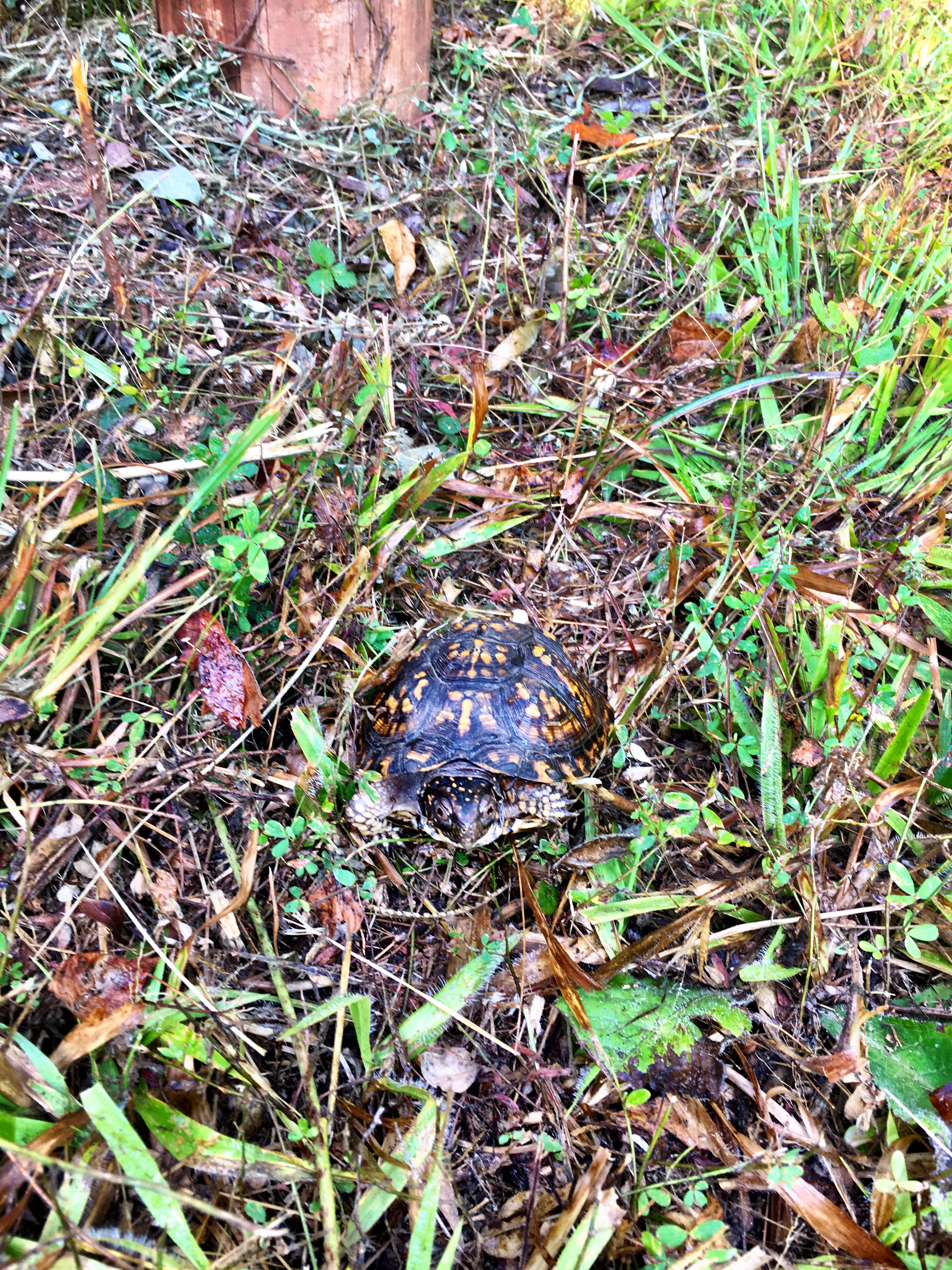 Turtle in Chau Ram Park, South Carolina