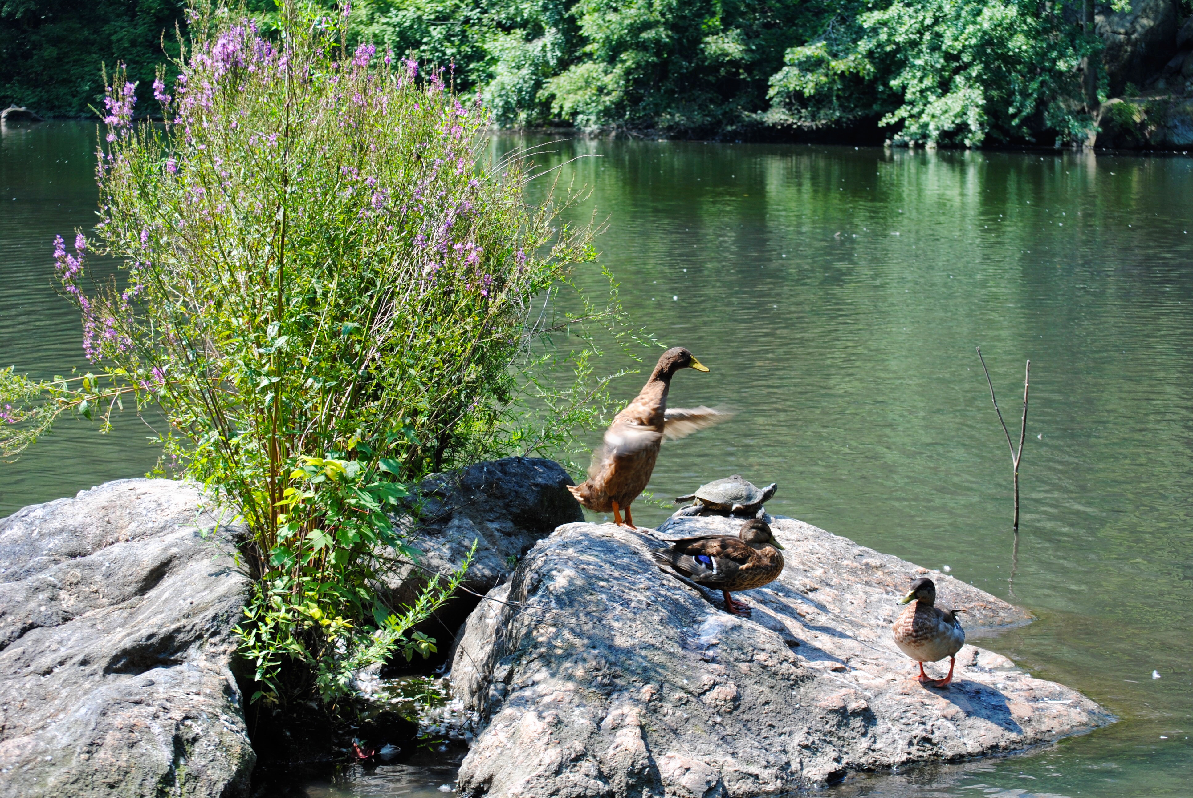 Have a layover in NYC? Head to Central Park!