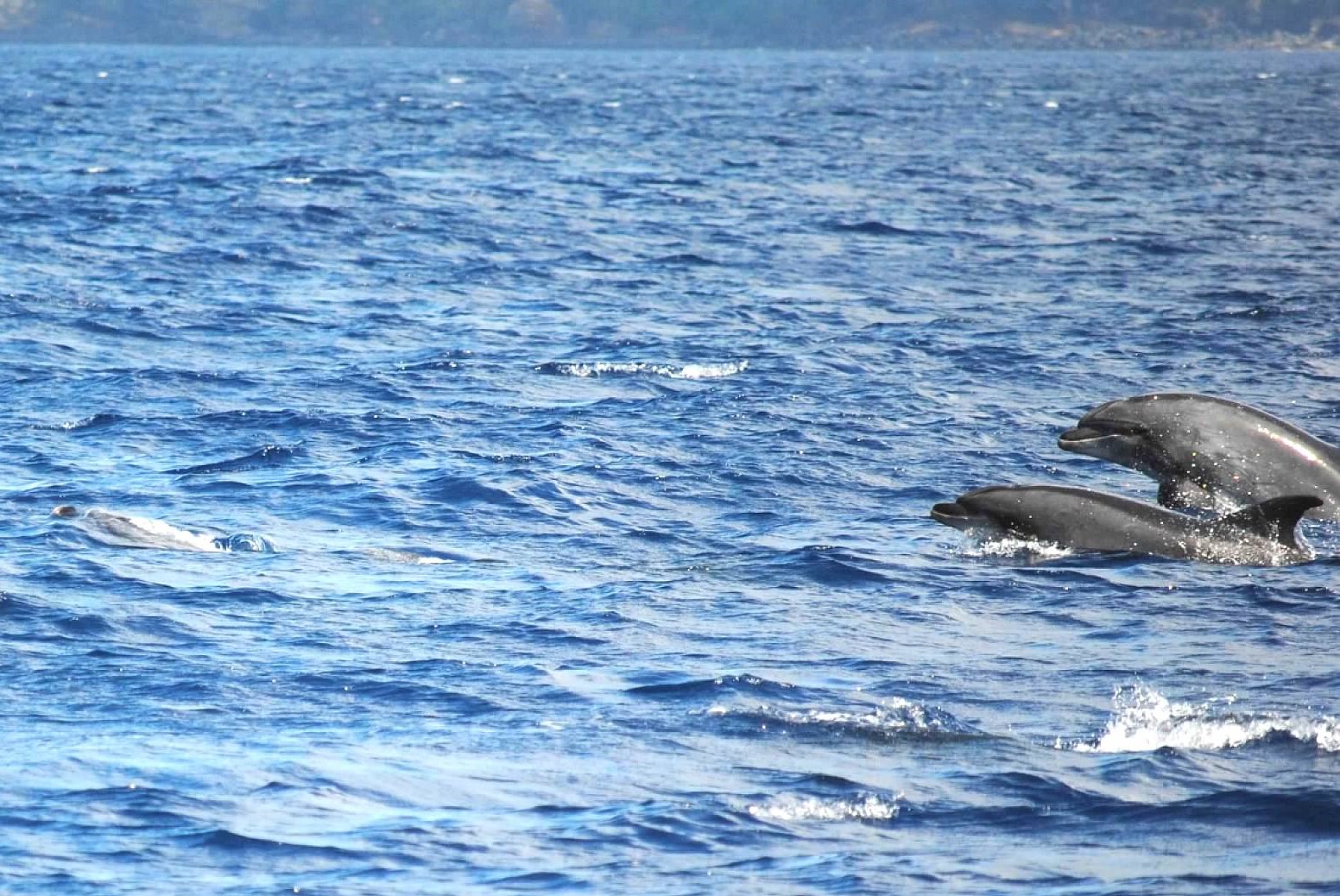 Dolphins off Sao Miguel Island, Azores