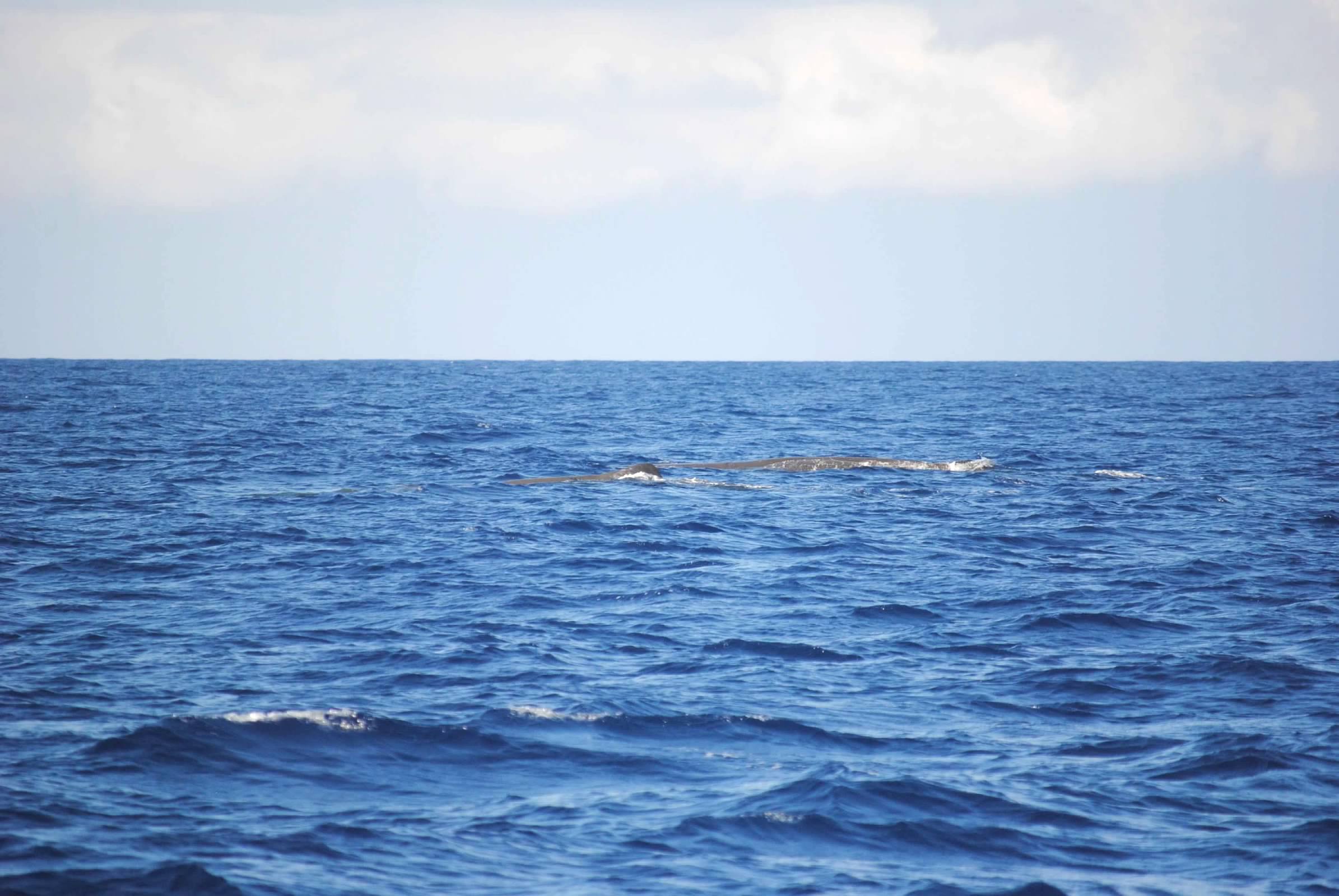 Pod of whales off Sao Miguel Island, Azores