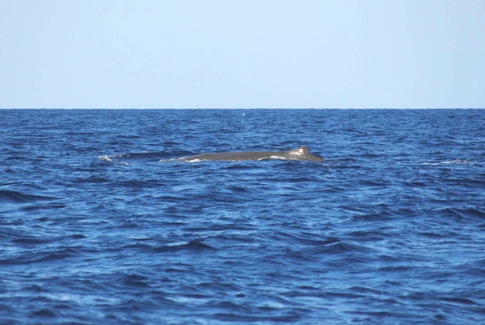 Sperm whale sighting - Sao Miguel Island, Azores