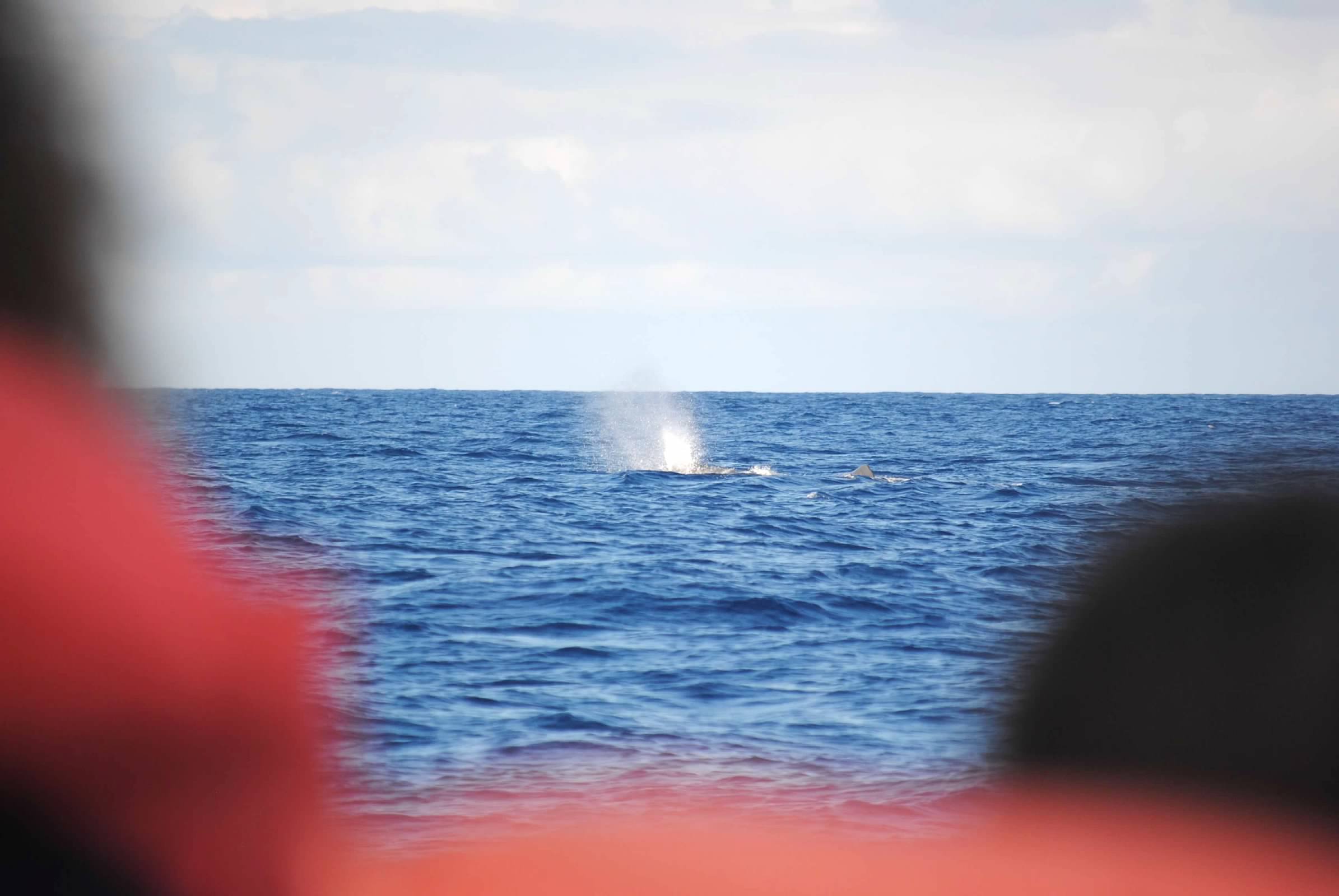 Sperm whale sighting in the Azores