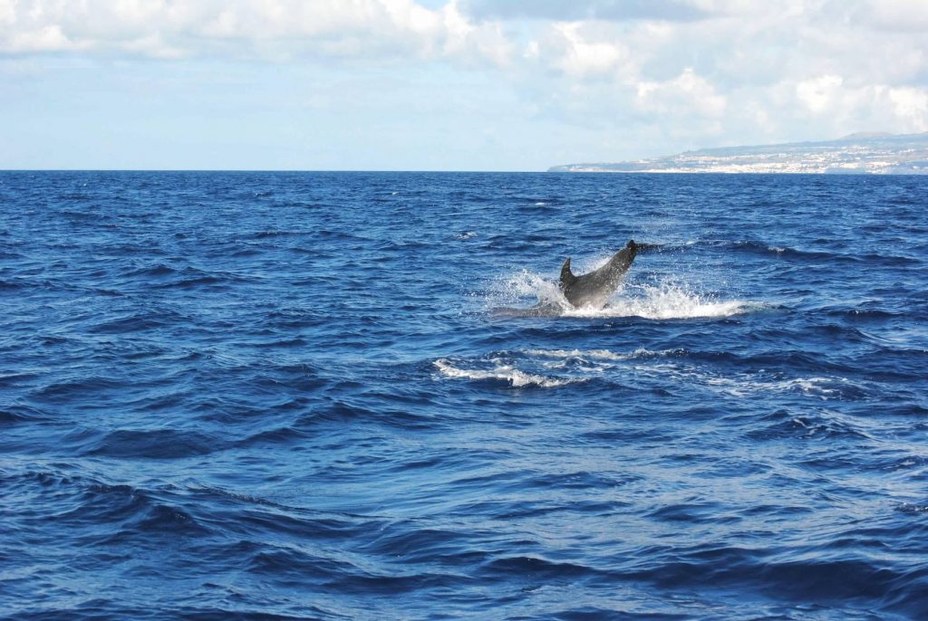 Spotting dolphins in the Azores