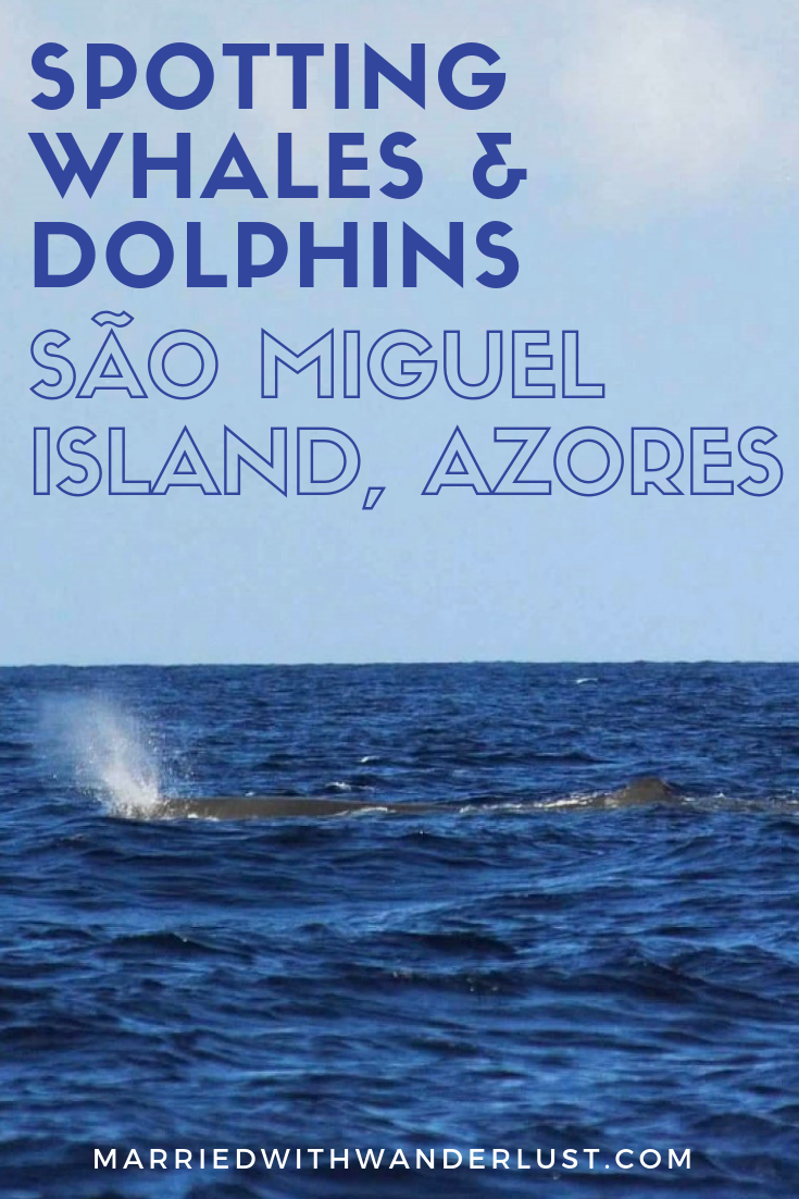 Whale watching in the Azores on Sao Miguel Island