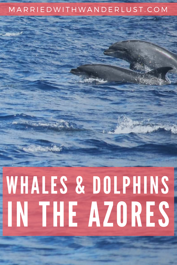 Watching whales and dolphins in the Azores
