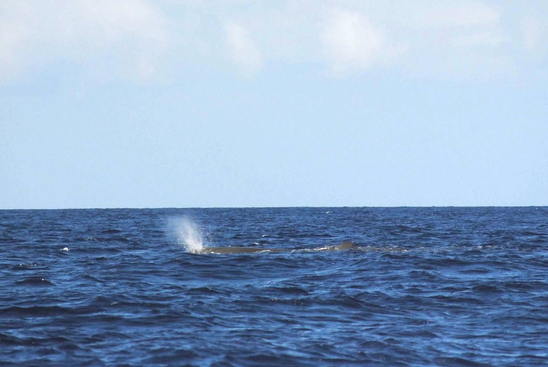 Sperm whale off Sao Miguel Island, Azores