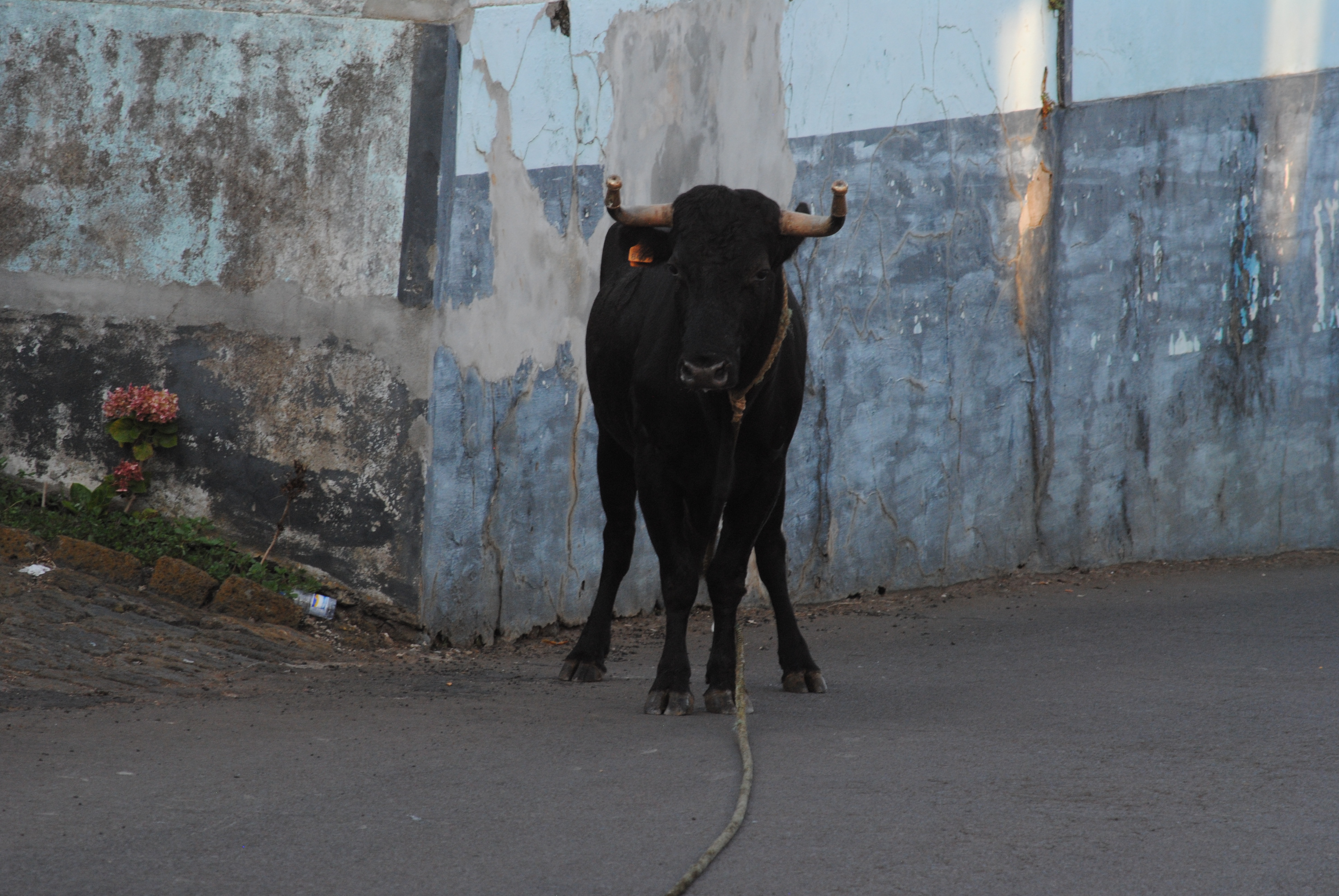 Bull running on Terceira Island, Azores