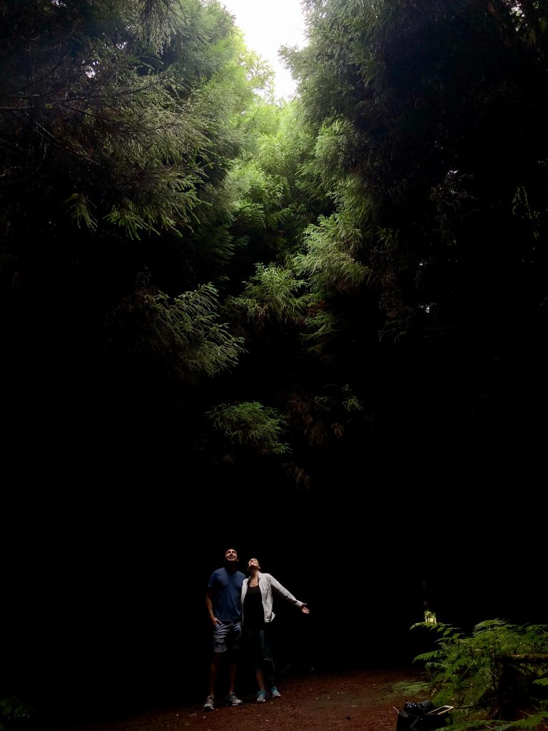 Great lighting in this forest on Terceira Island, Azores