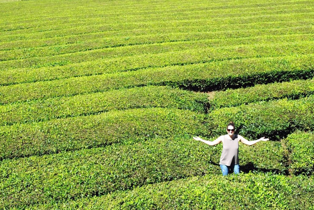 Gorreana Tea Plantation in the Azores, Portugal