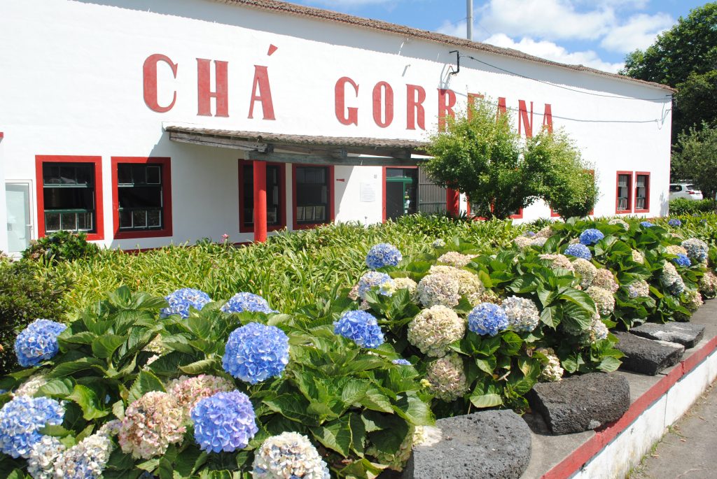 Cha Gorreana, tea plantation in the Azores