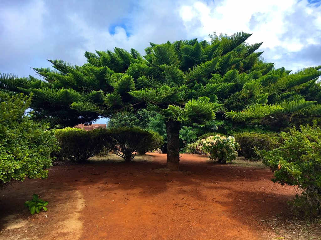 Miradouro do Despe-te que Suas, Azores