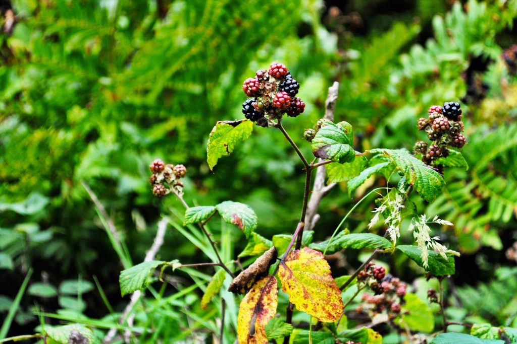 Wild blackberries in the Azores