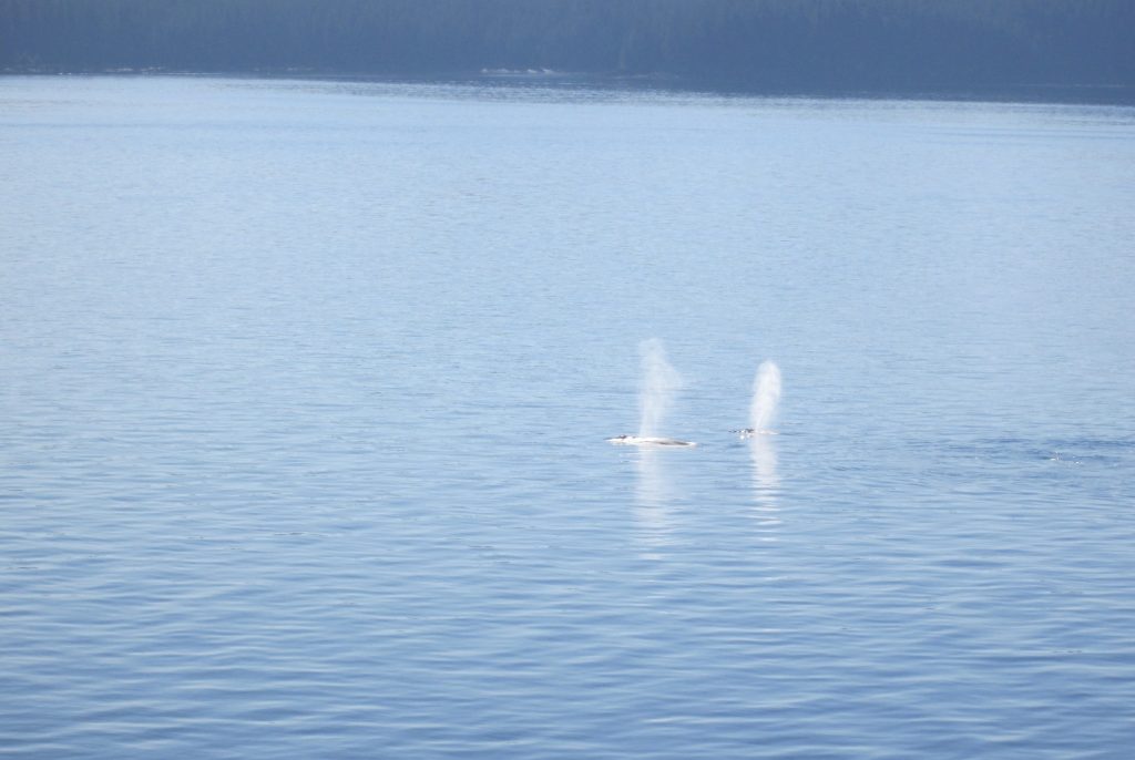 Whales spotted from a cruise ship in Alaska