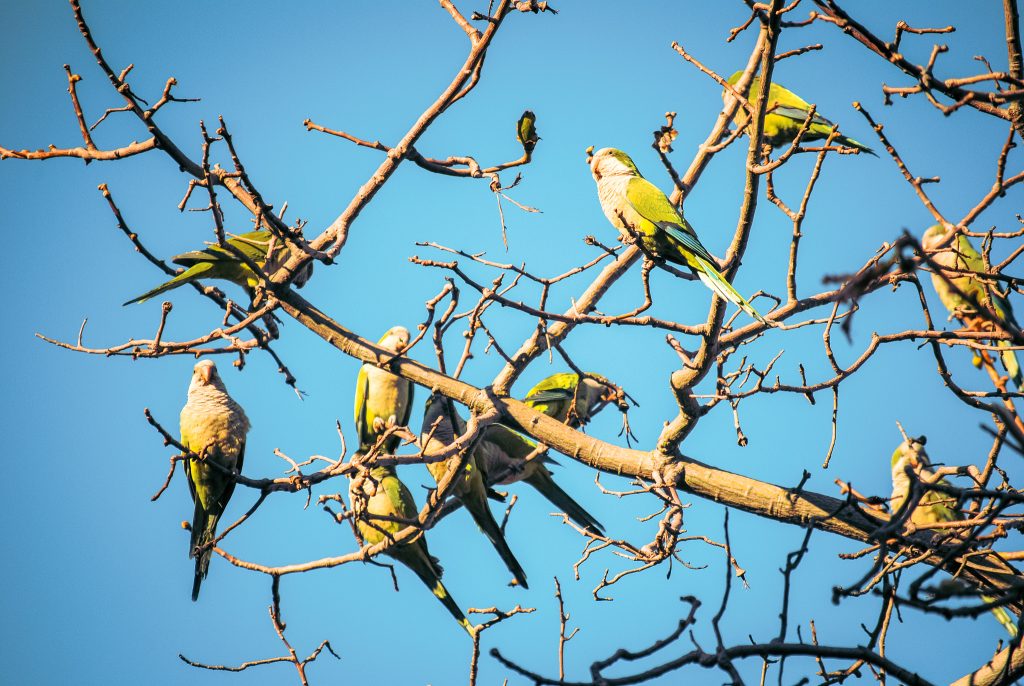 Look for monk parakeets in Barcelona