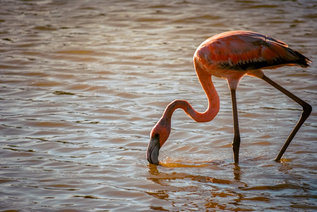 Hang out with wild flamingos in Curacao