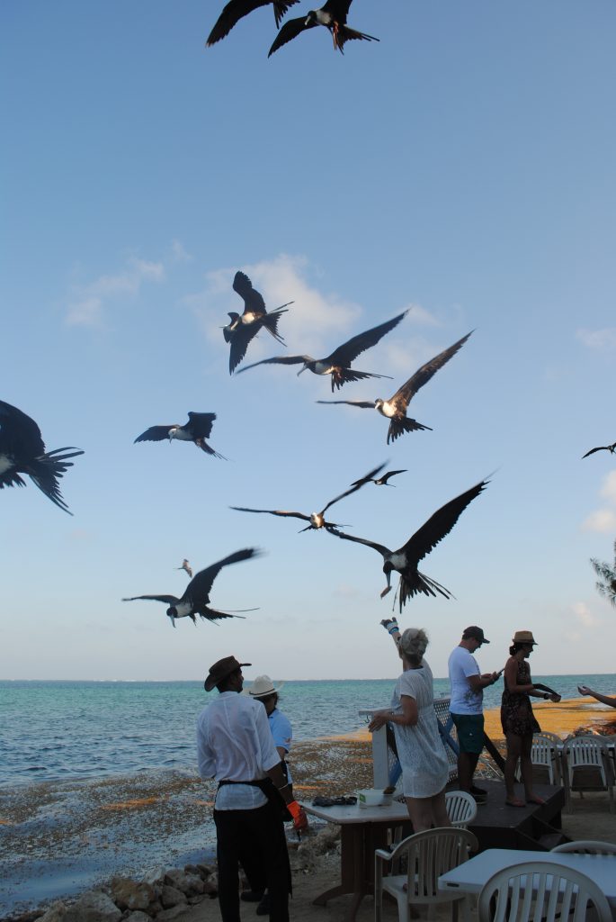 Frigate bird feeding at Tukka, Grand Cayman