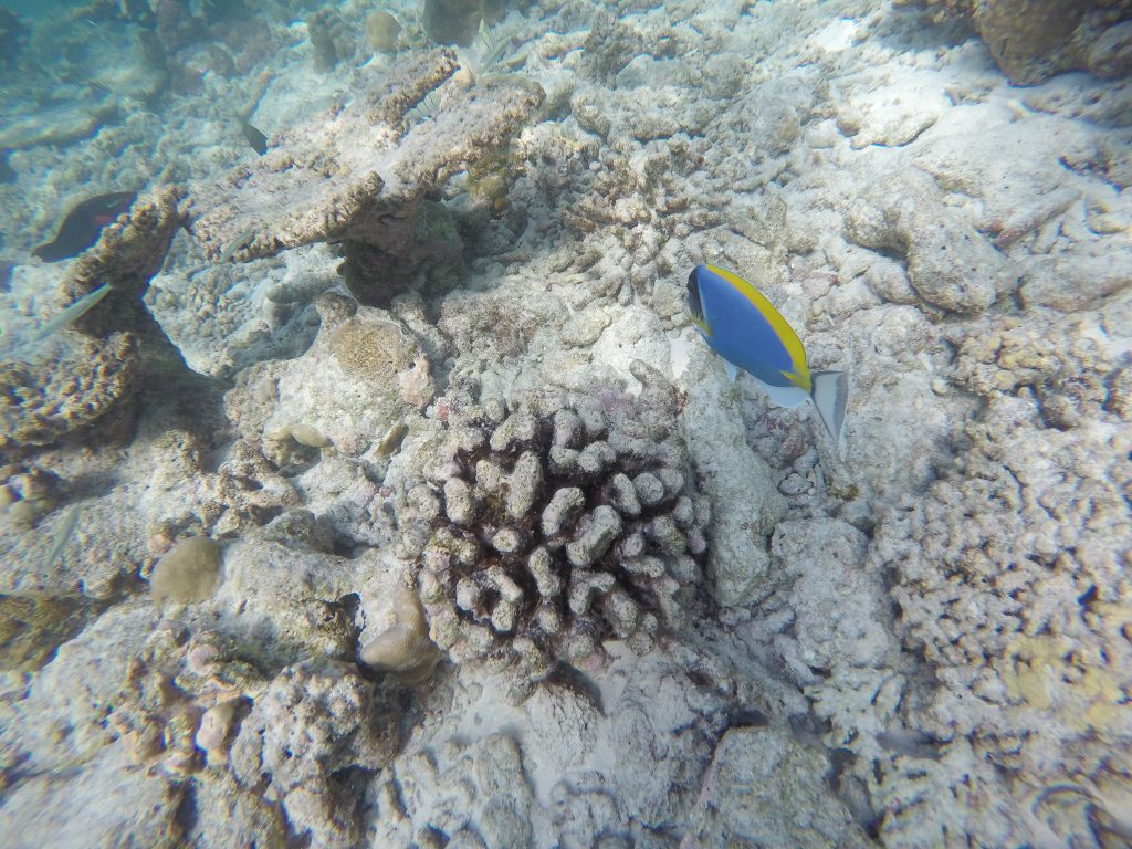 Coral bleaching in the Maldives