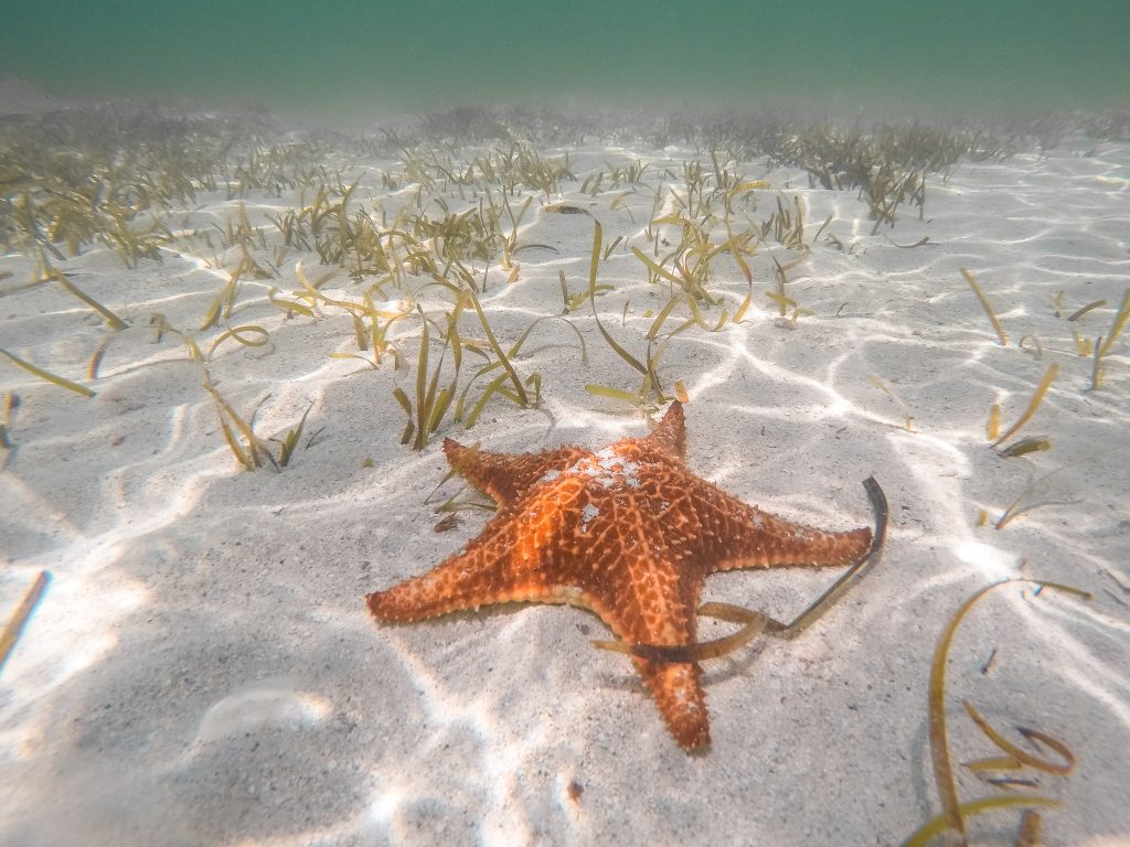 Starfish Point, Grand Cayman
