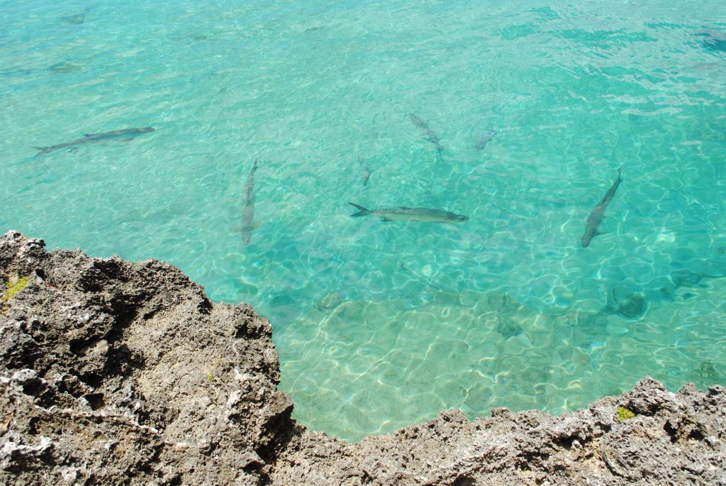 Tarpon alongside Rackam's restaurant