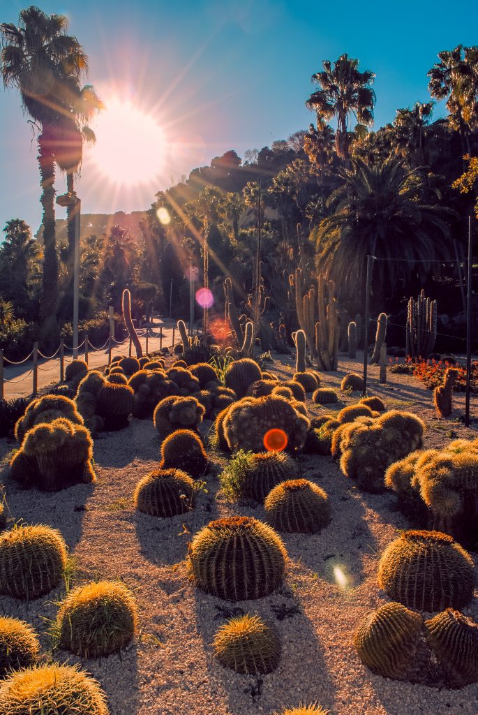 Cactus garden at Montjuïc Park, Barcelona