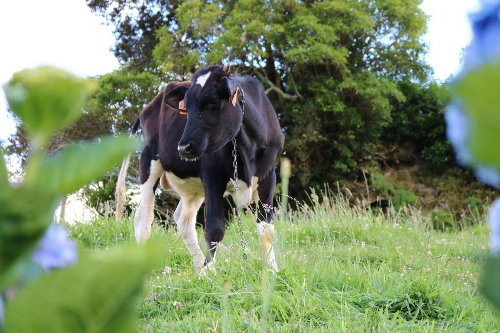 Cow in a pasture in the Azores