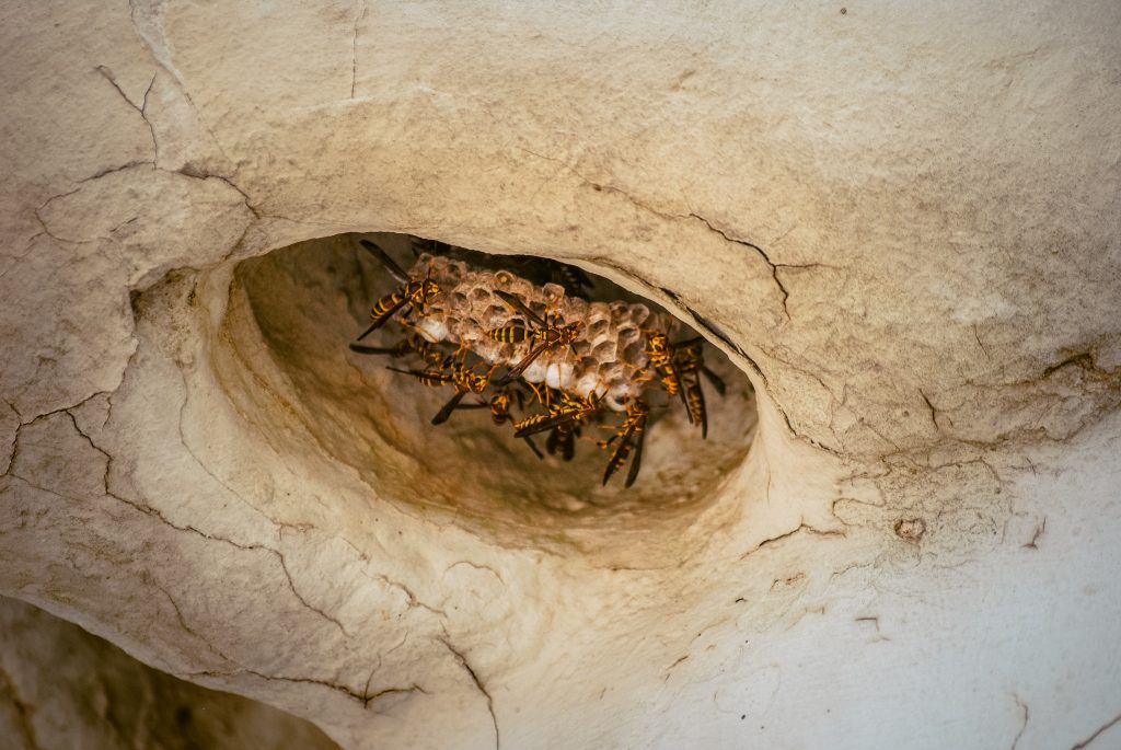 Bees inside the President statues in Virginia