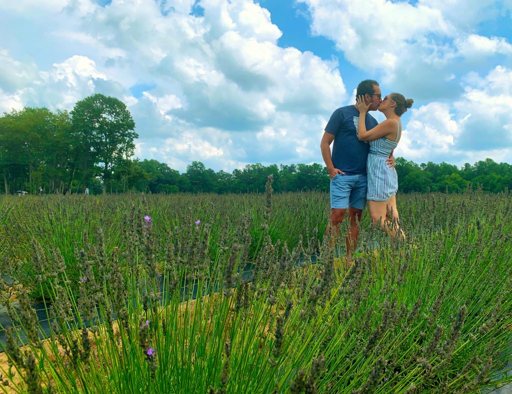 Sweethaven Lavender Farm in Williamsburg, Virginia