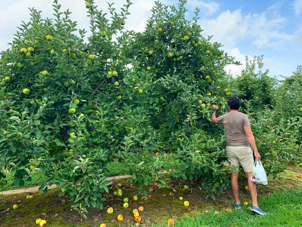 Go apple picking in Hendersonville, NC