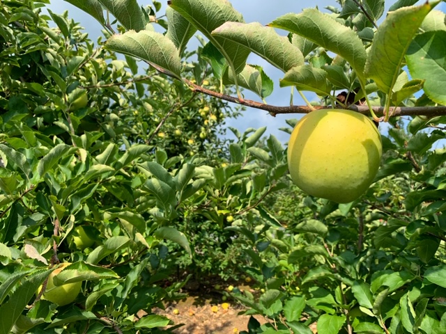 Apple Orchard near Asheville, NC