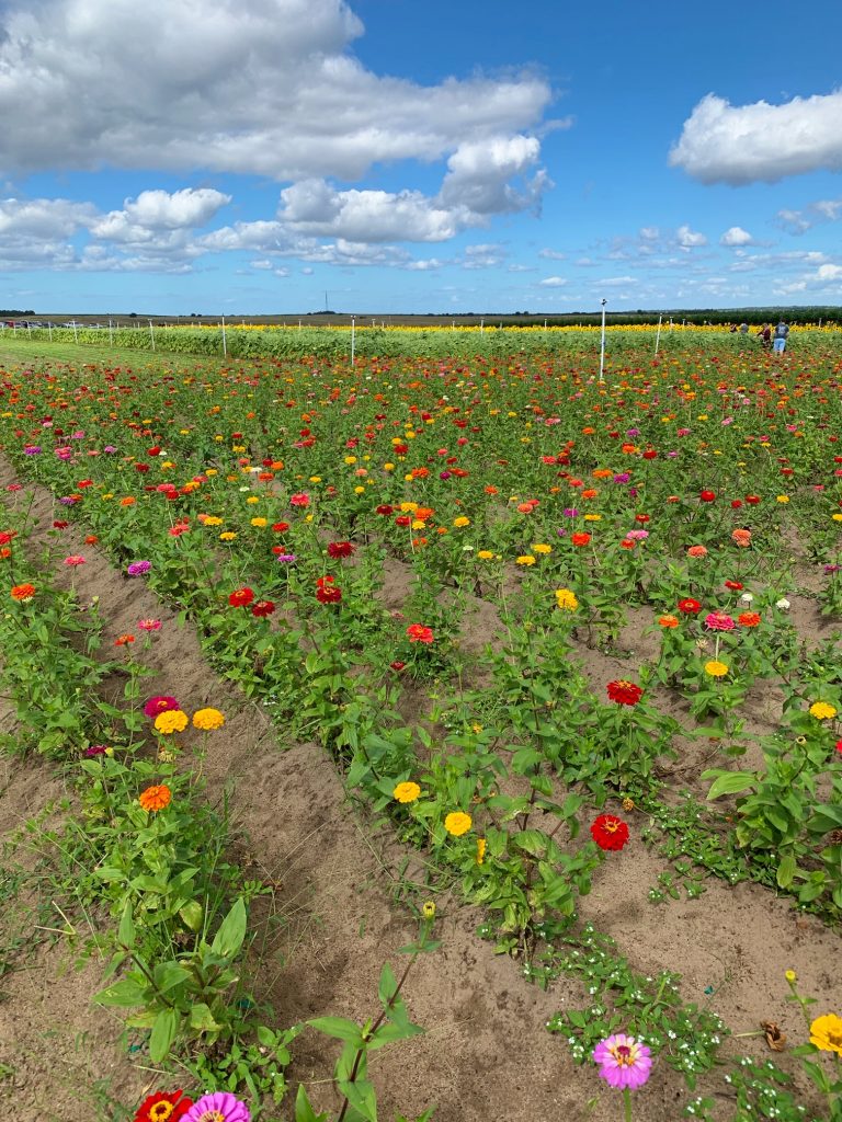 Zinnia field in Clermont, Florida