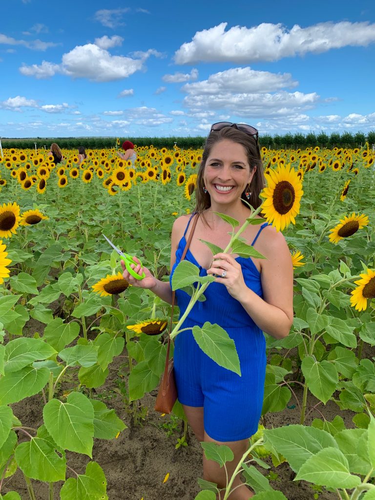 Cut your own sunflowers in Florida