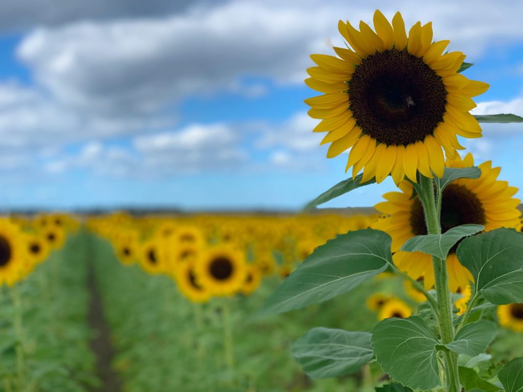 Visit a sunflower field in Florida