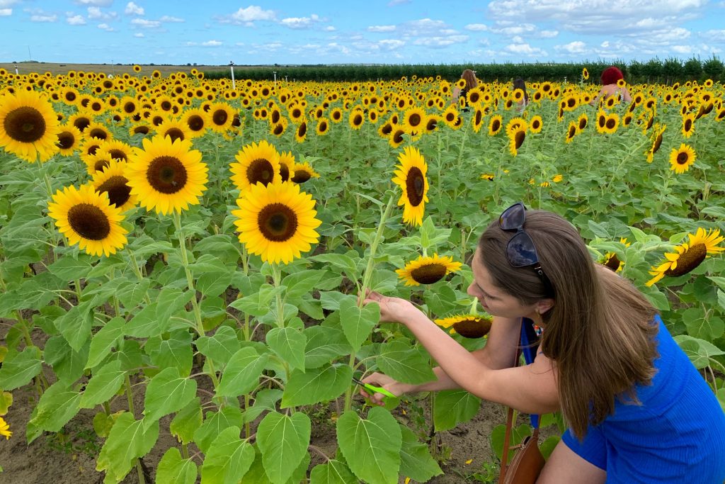 Cut your own sunflowers at this field in Florida