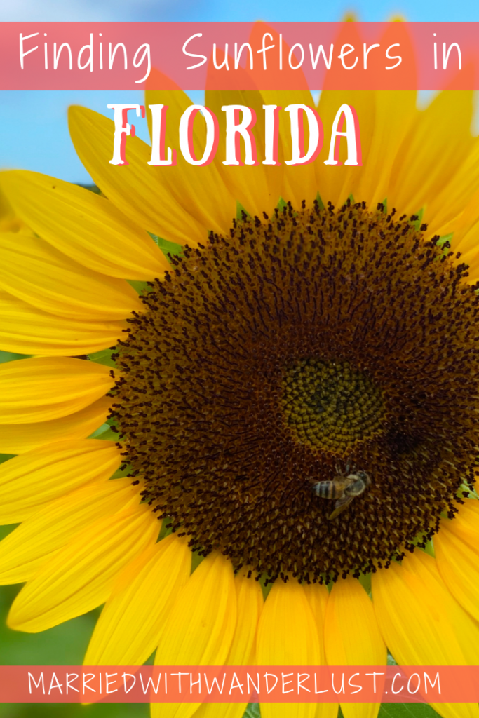 Where to find sunflowers in Florida