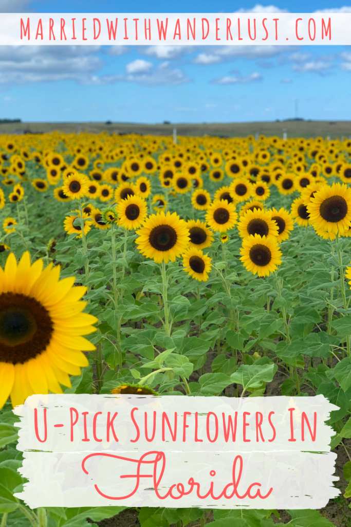 U-pick sunflower field in Florida