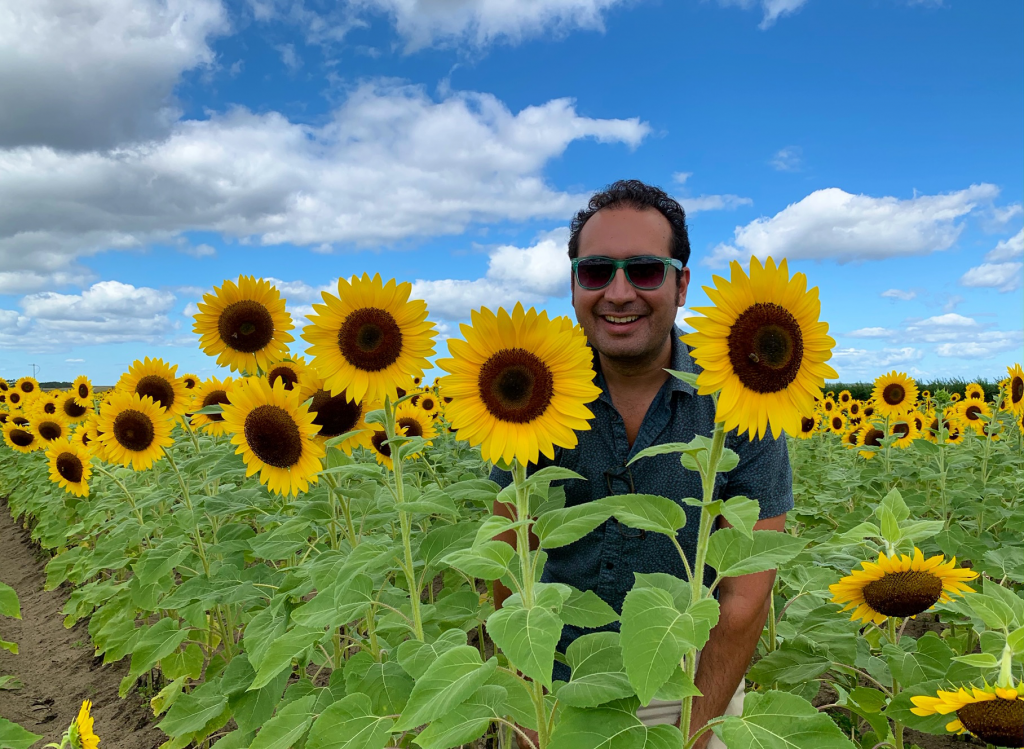In the Sunflower Field at Southern Hill Farms