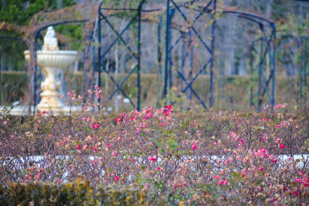 Roselada in Retiro Park