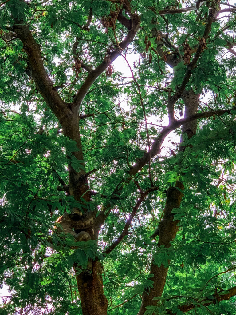 Sloth in the park in Cartagena