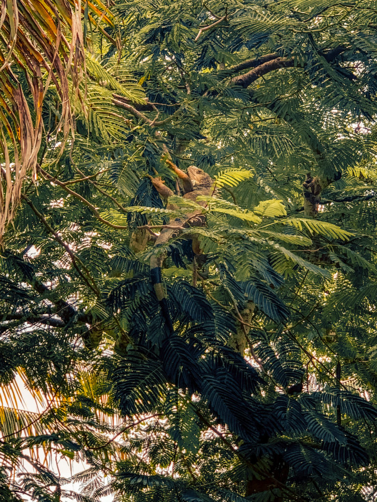 Iguana in the trees in Cartagena