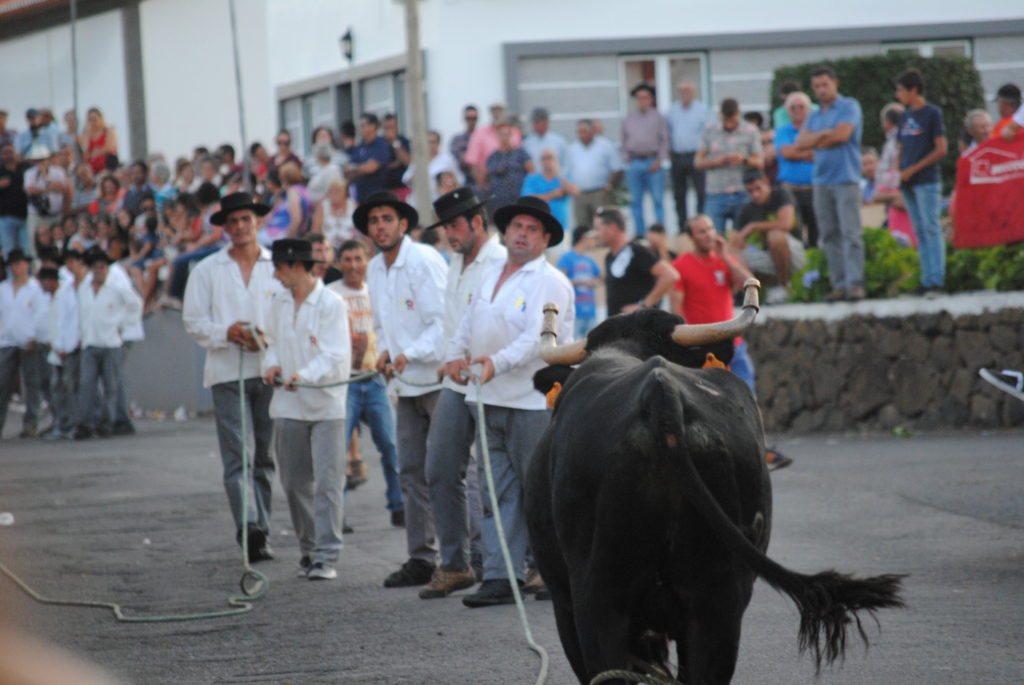Bull Running on Terceira Island An Azores Tradition Married with