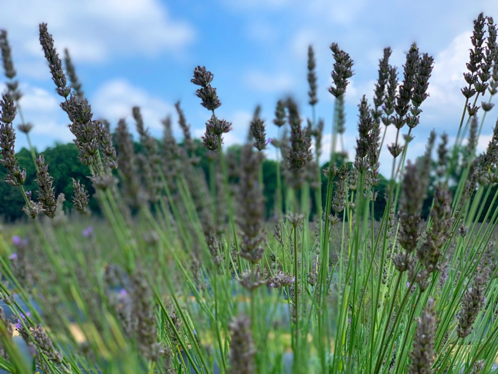 Lavender Field in Williamsburg, Virginia