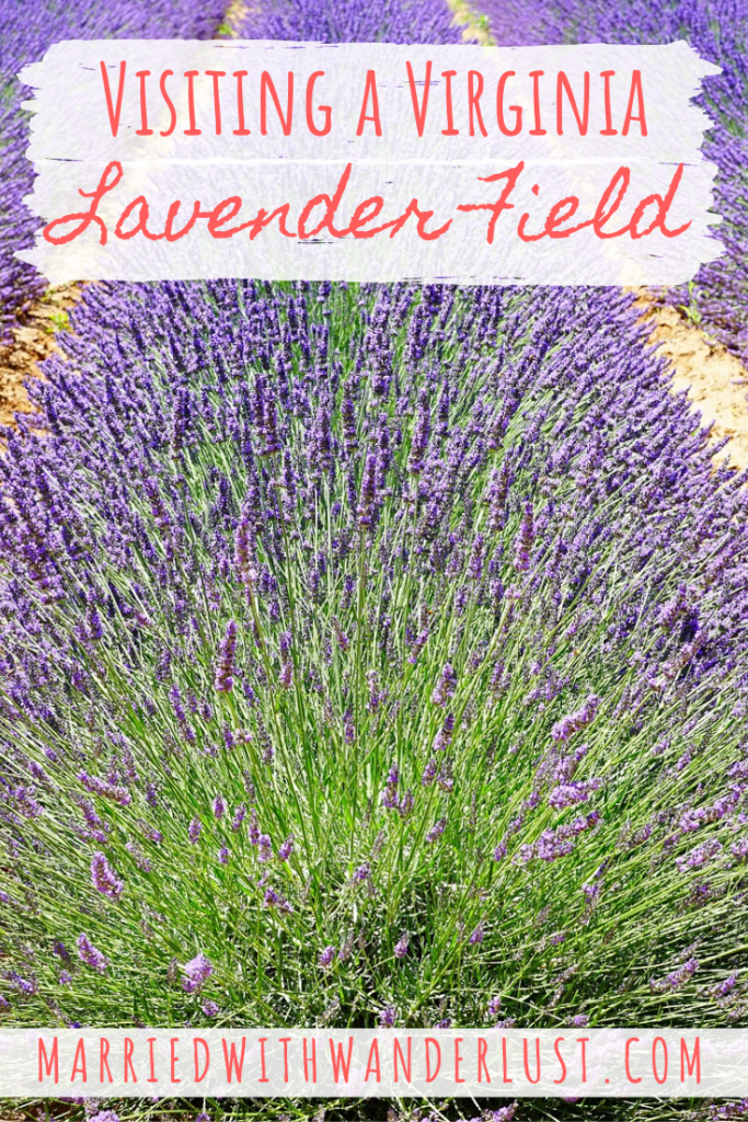 Visiting a Virginia Lavender Field