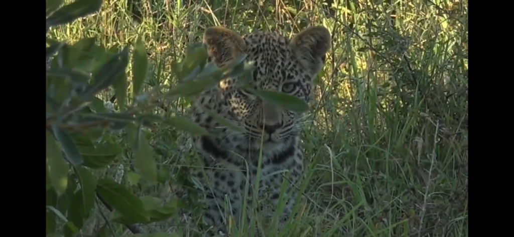 Leopard cub spotted on African safari