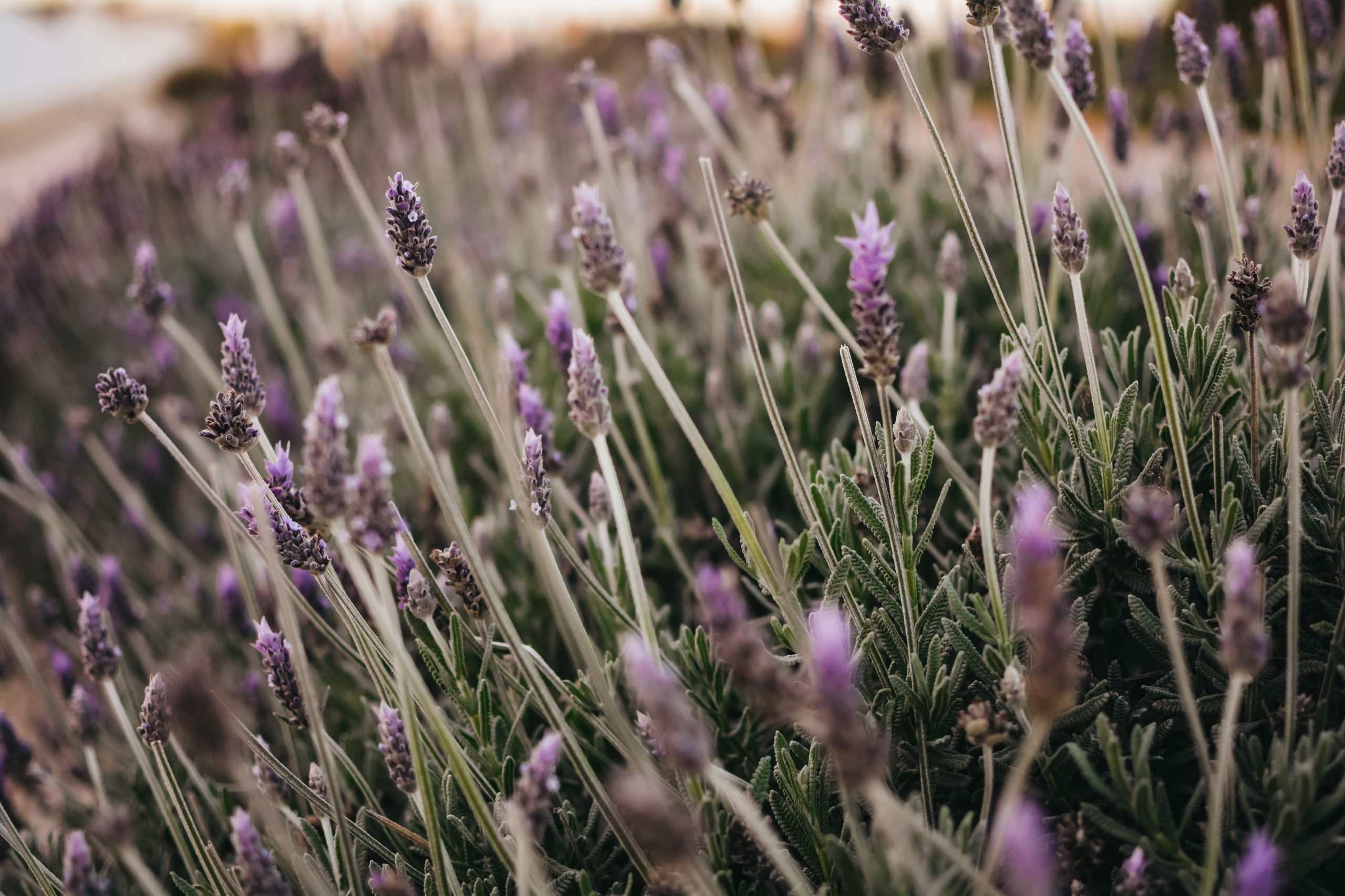 Dried Lavender Bouquet  S W E E T H A V E N L A V E N D E R